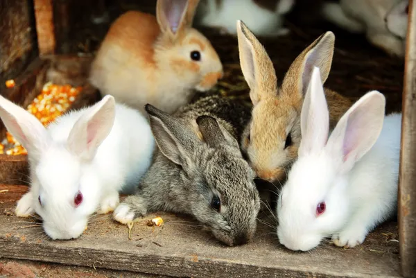 Groep konijnen familie