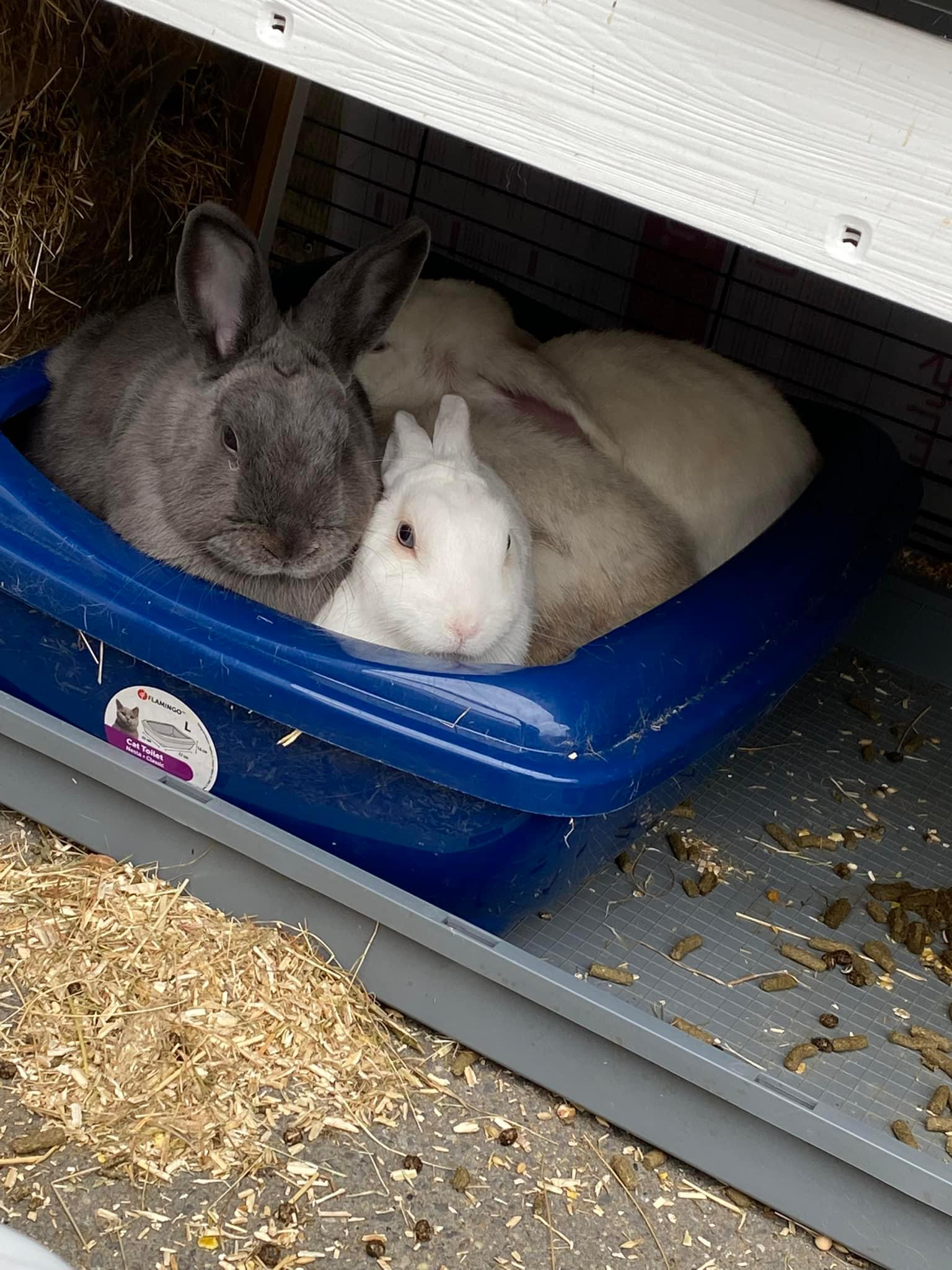 groep konijnen samen in een bak