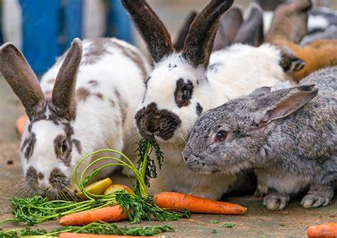 Etende konijnenOIP (2)