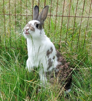 Wit grijs konijn staand in het gras