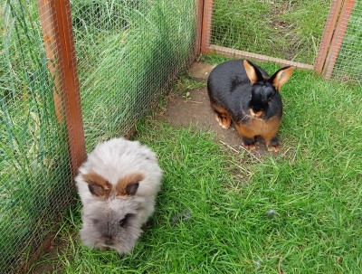 Teddy_Bunny_konijnenopvang