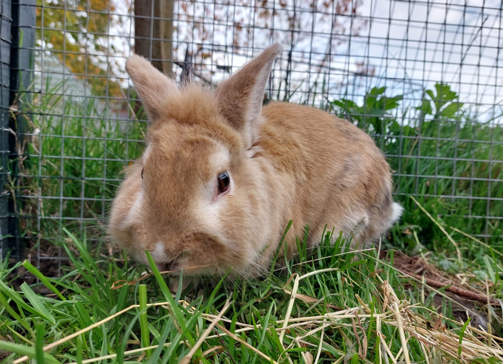Charlie_Ram