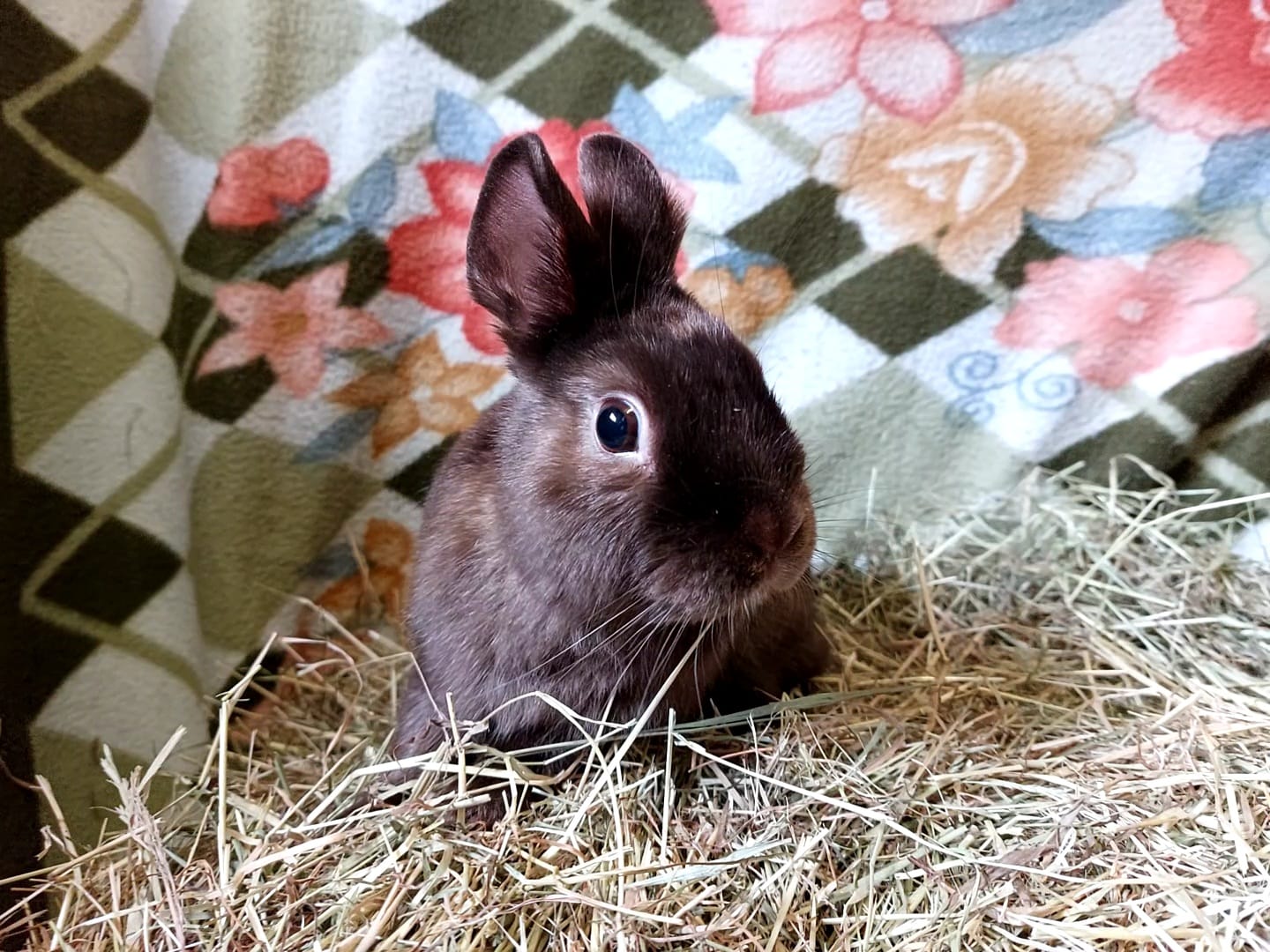 finn