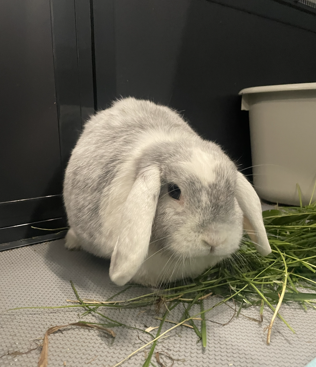 Pietje