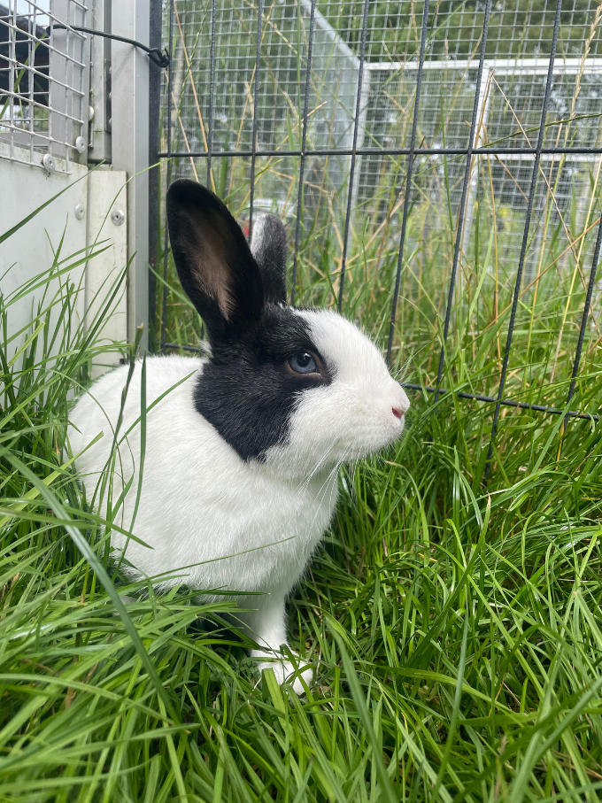 Enzo