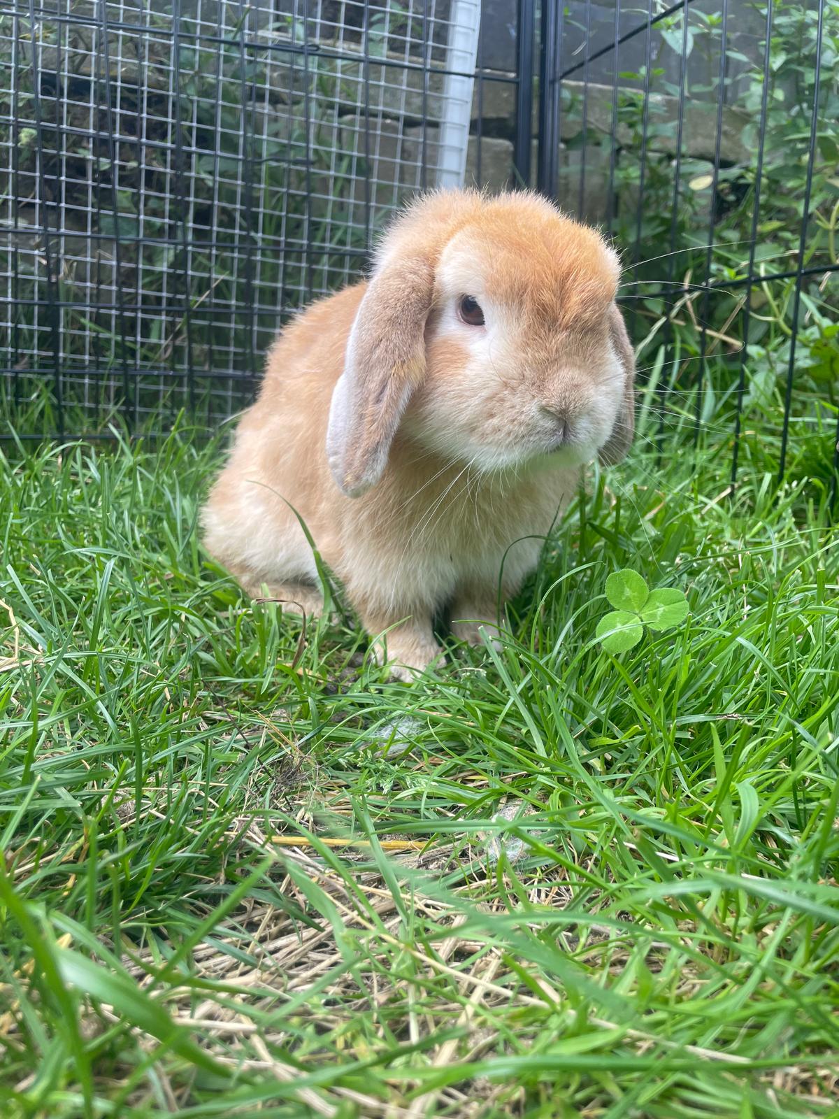 Frodo