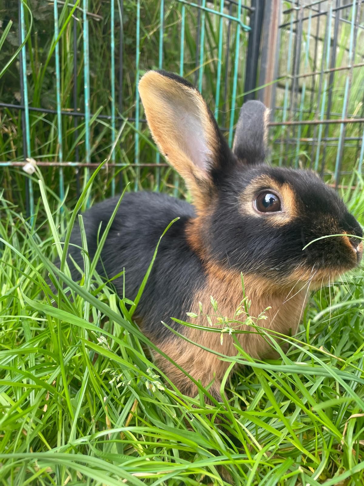 Nyla