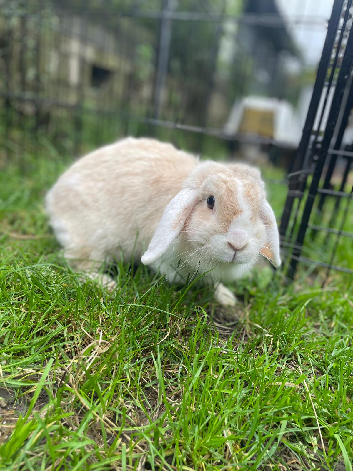 Rosie