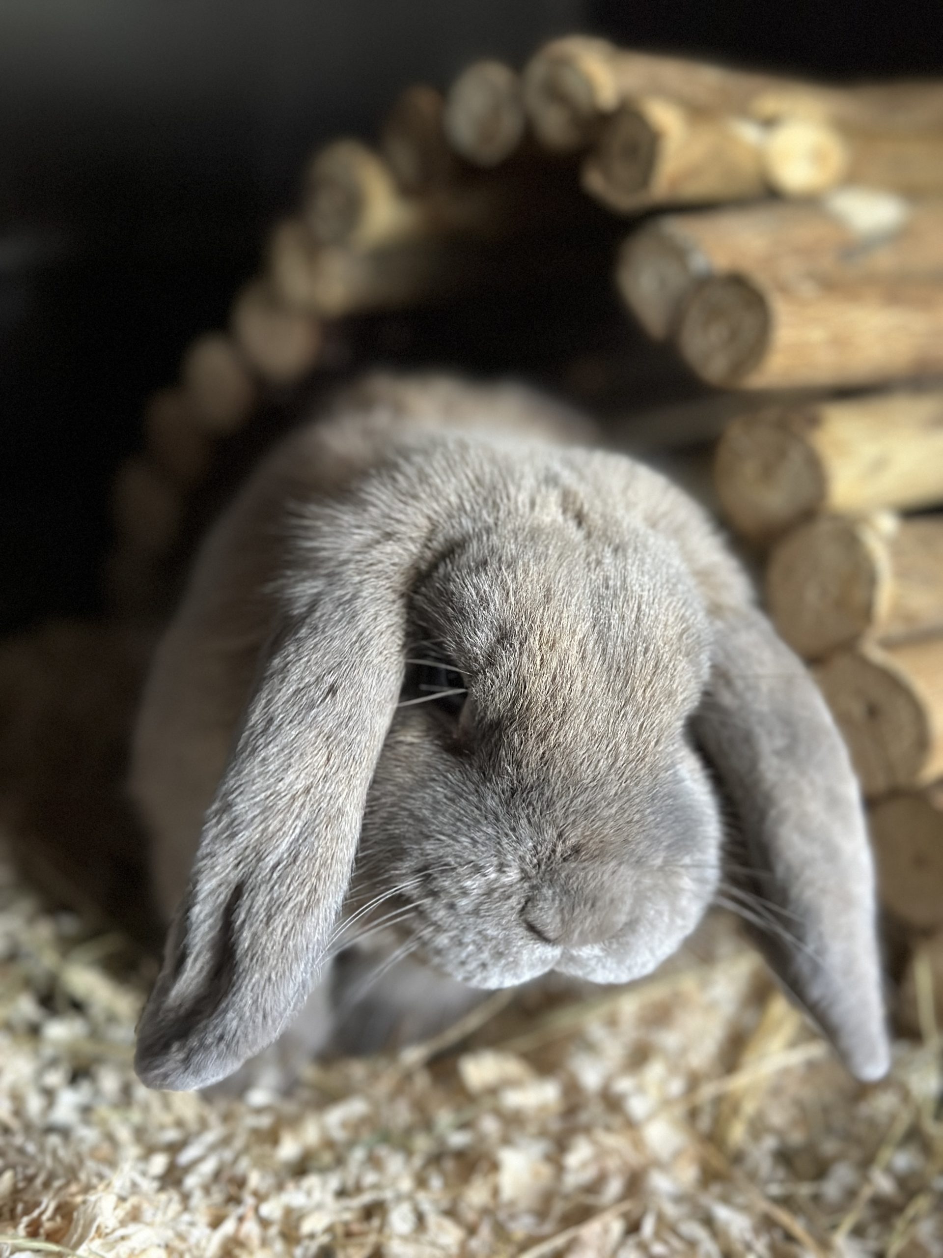 Jaap