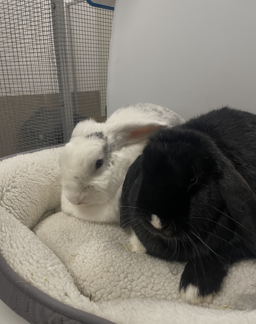 Laura & Bobje