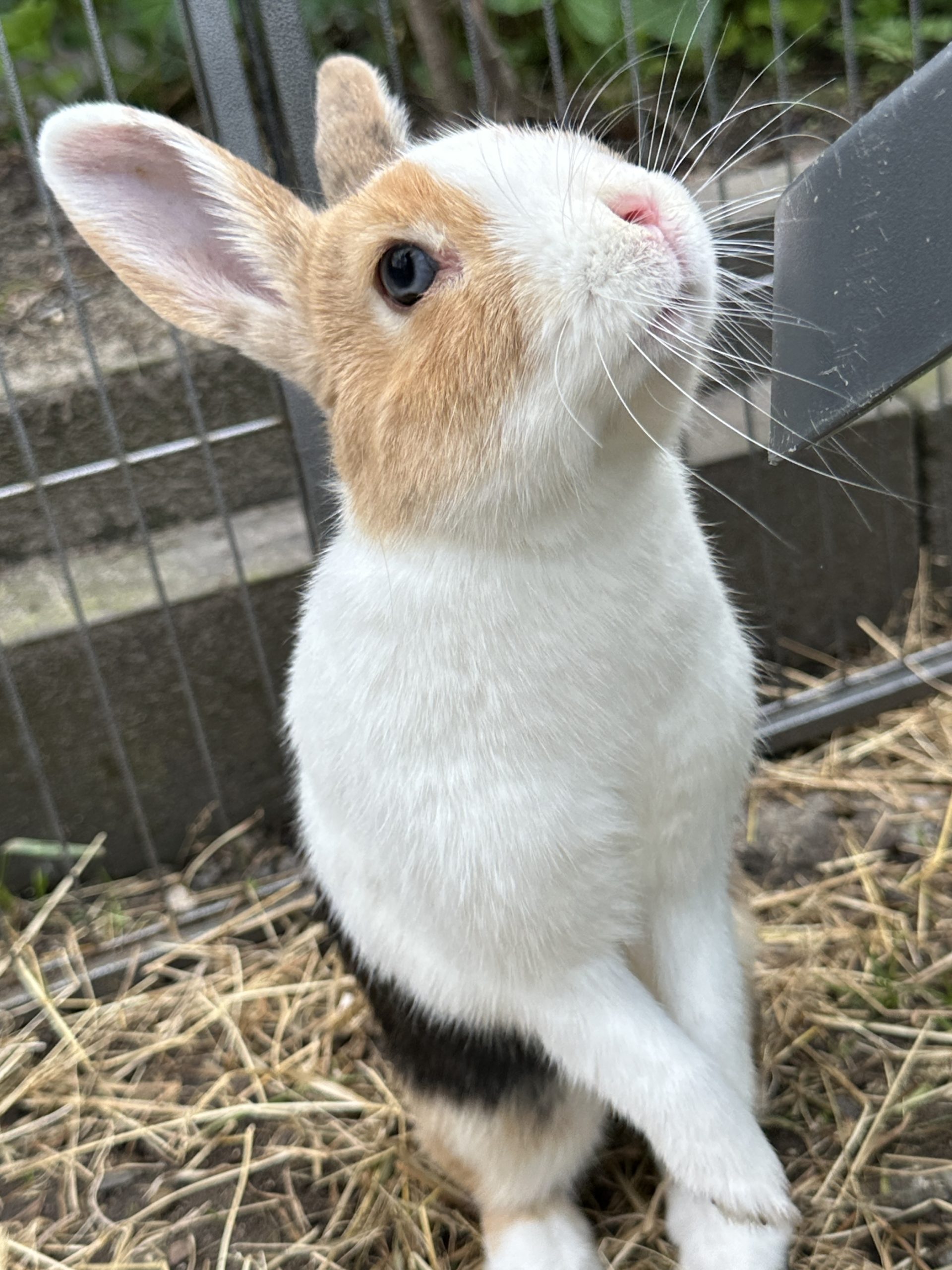 Roosje1