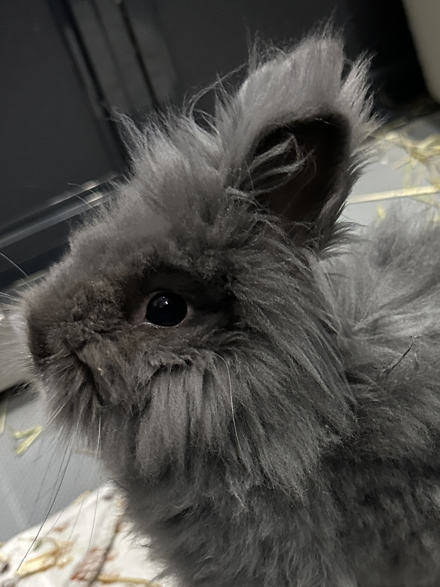 Kjeld