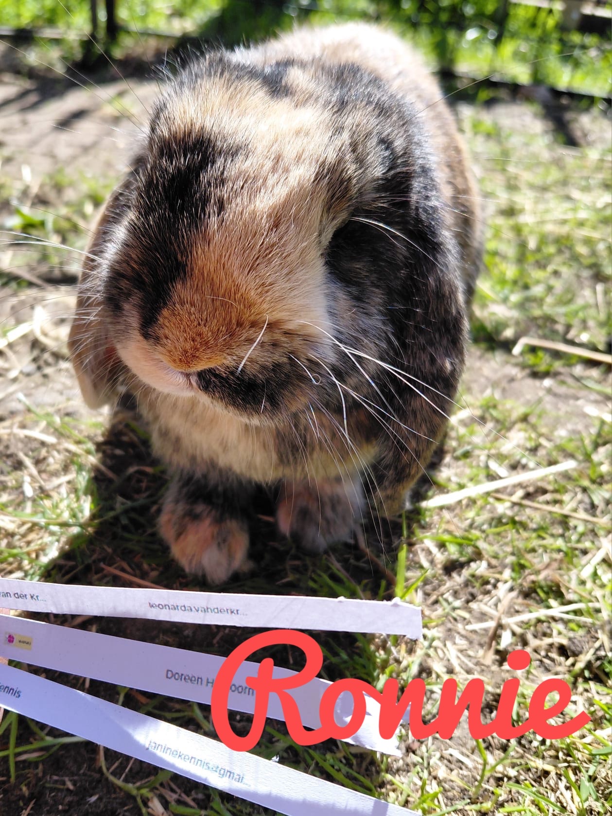 Ronnie1