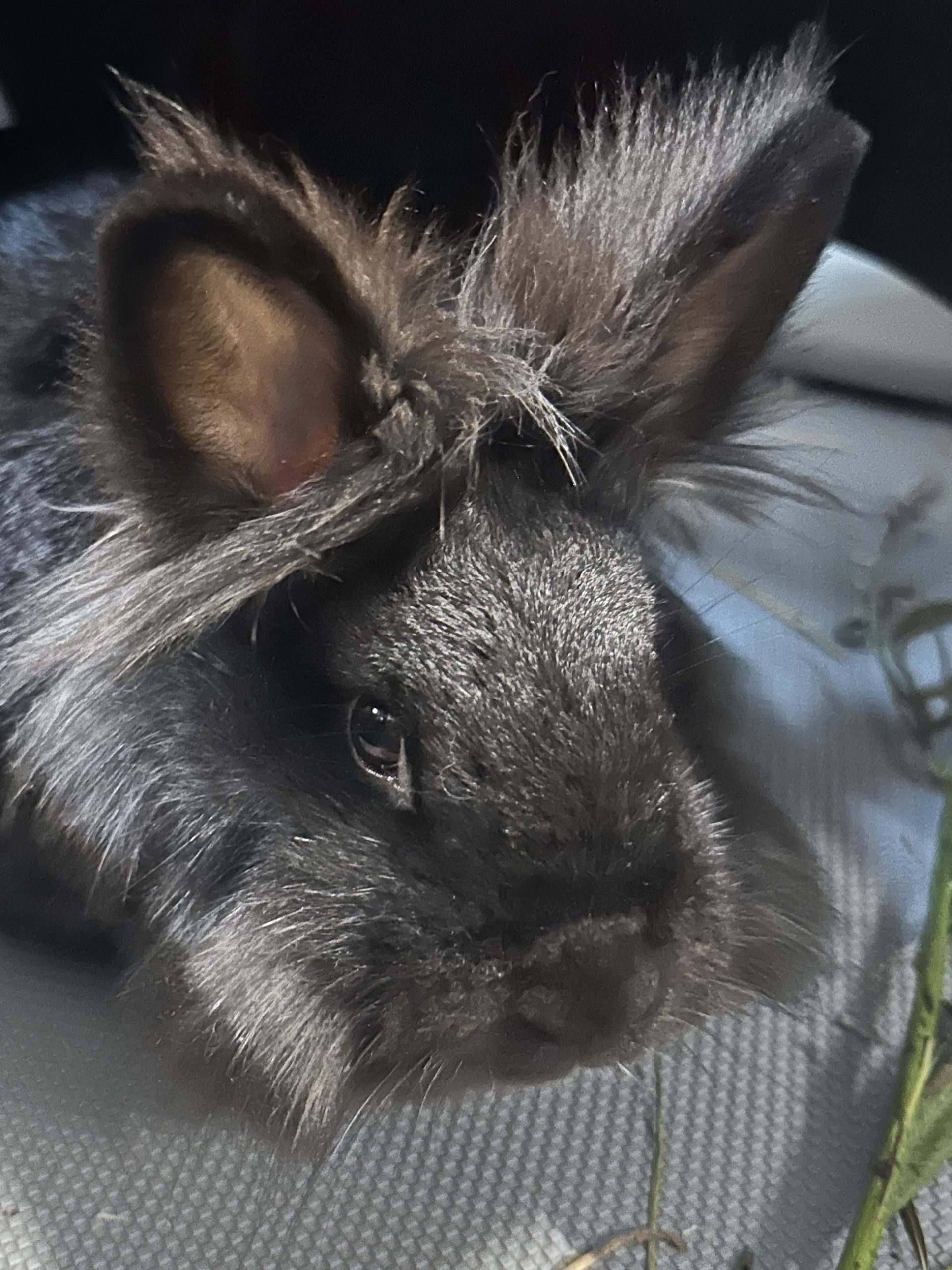 Finn