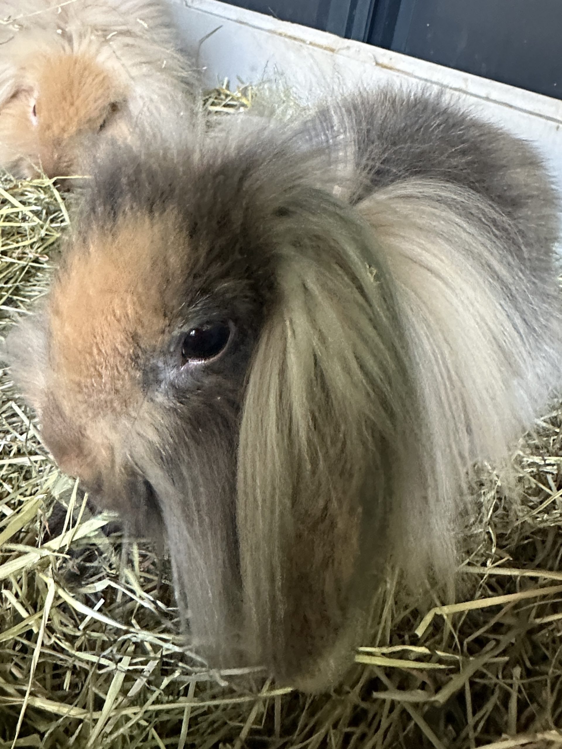Wieke