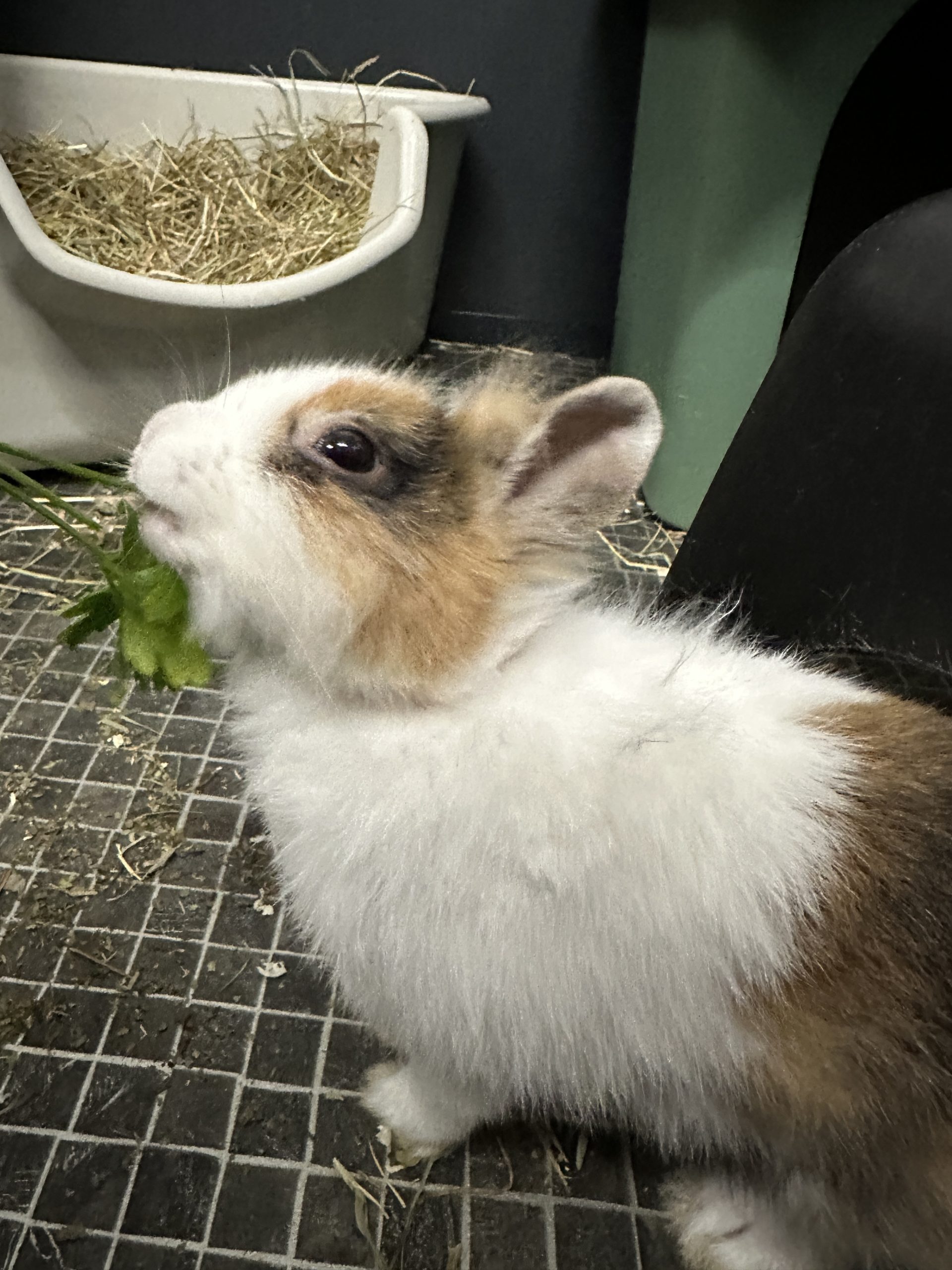 Blueberry