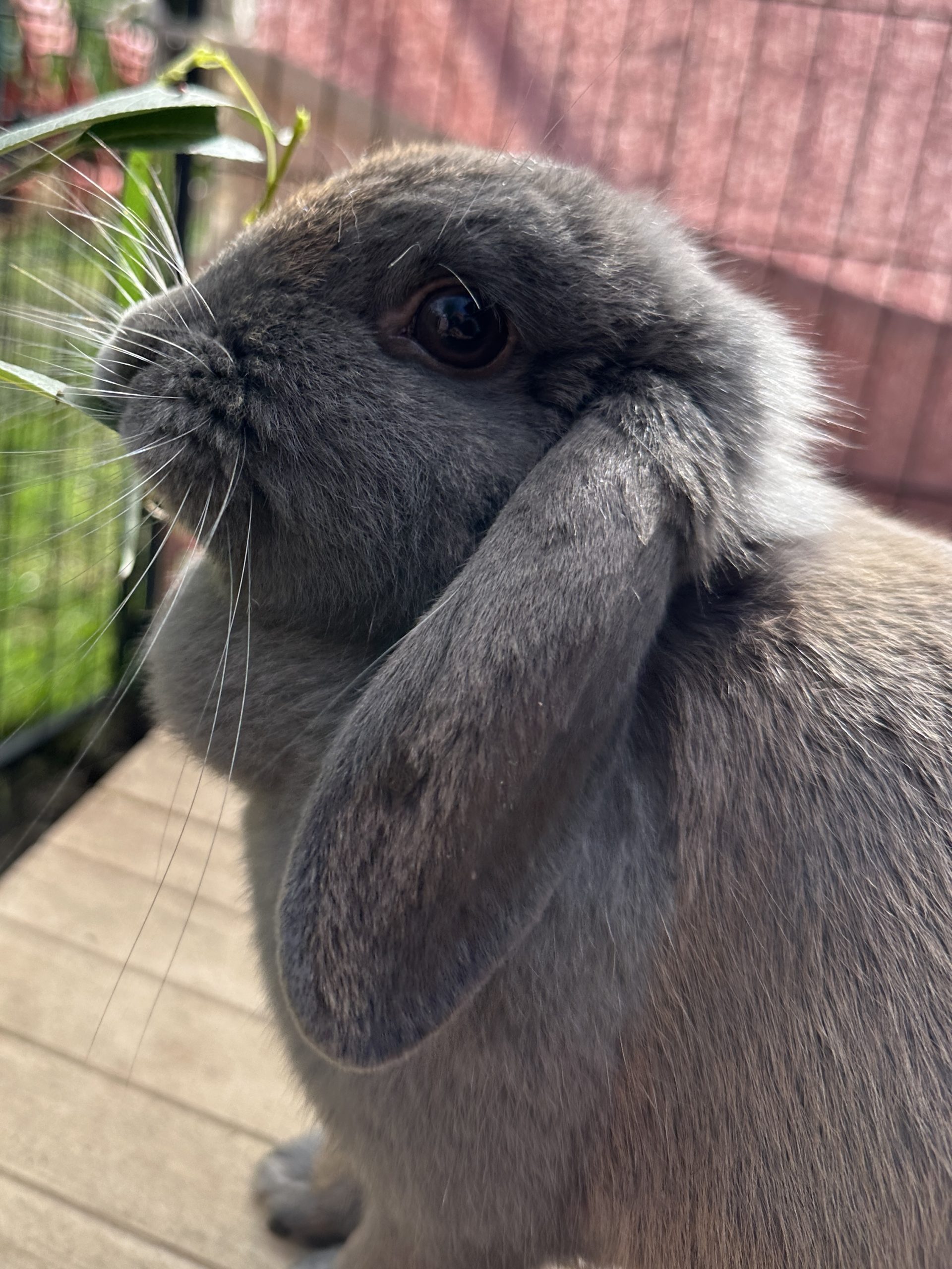 Lumi