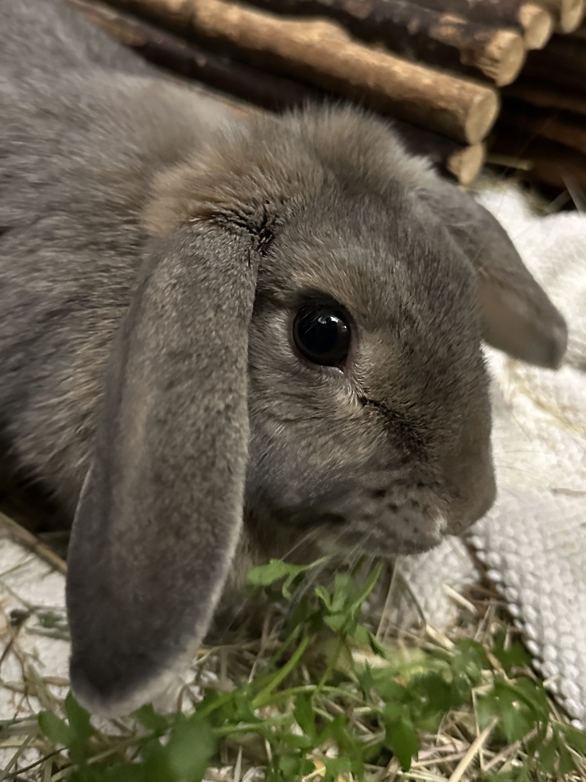 Zoe