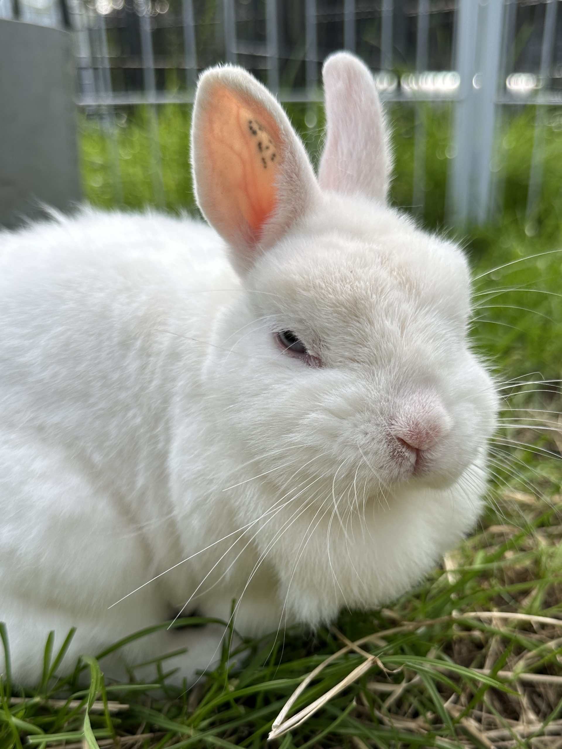 Hera