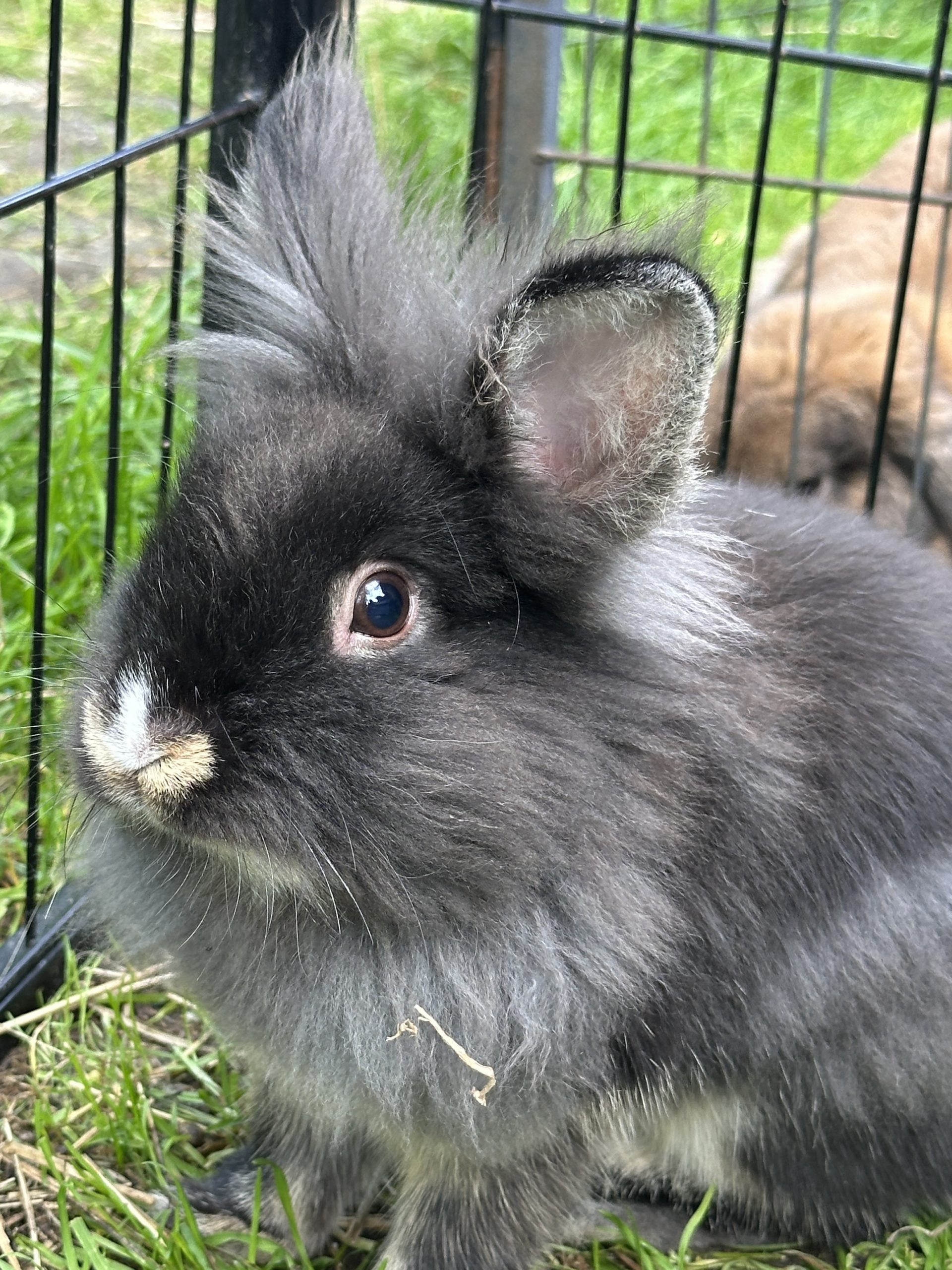 Elvira