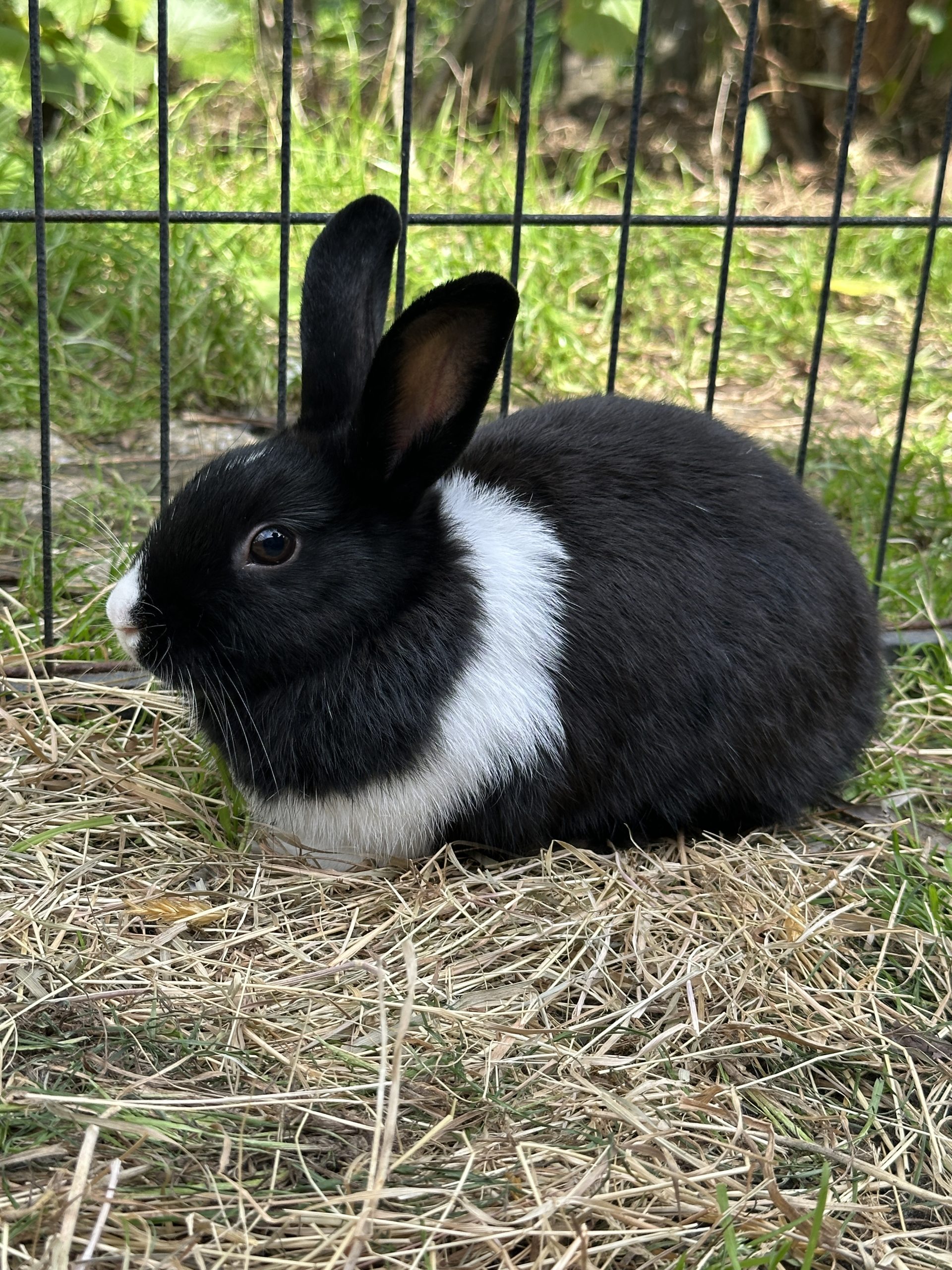 Sophie