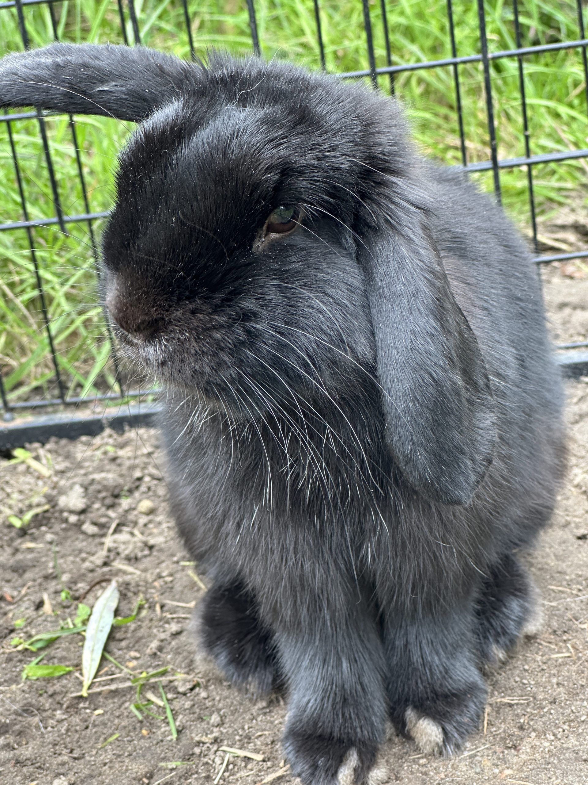 Pico