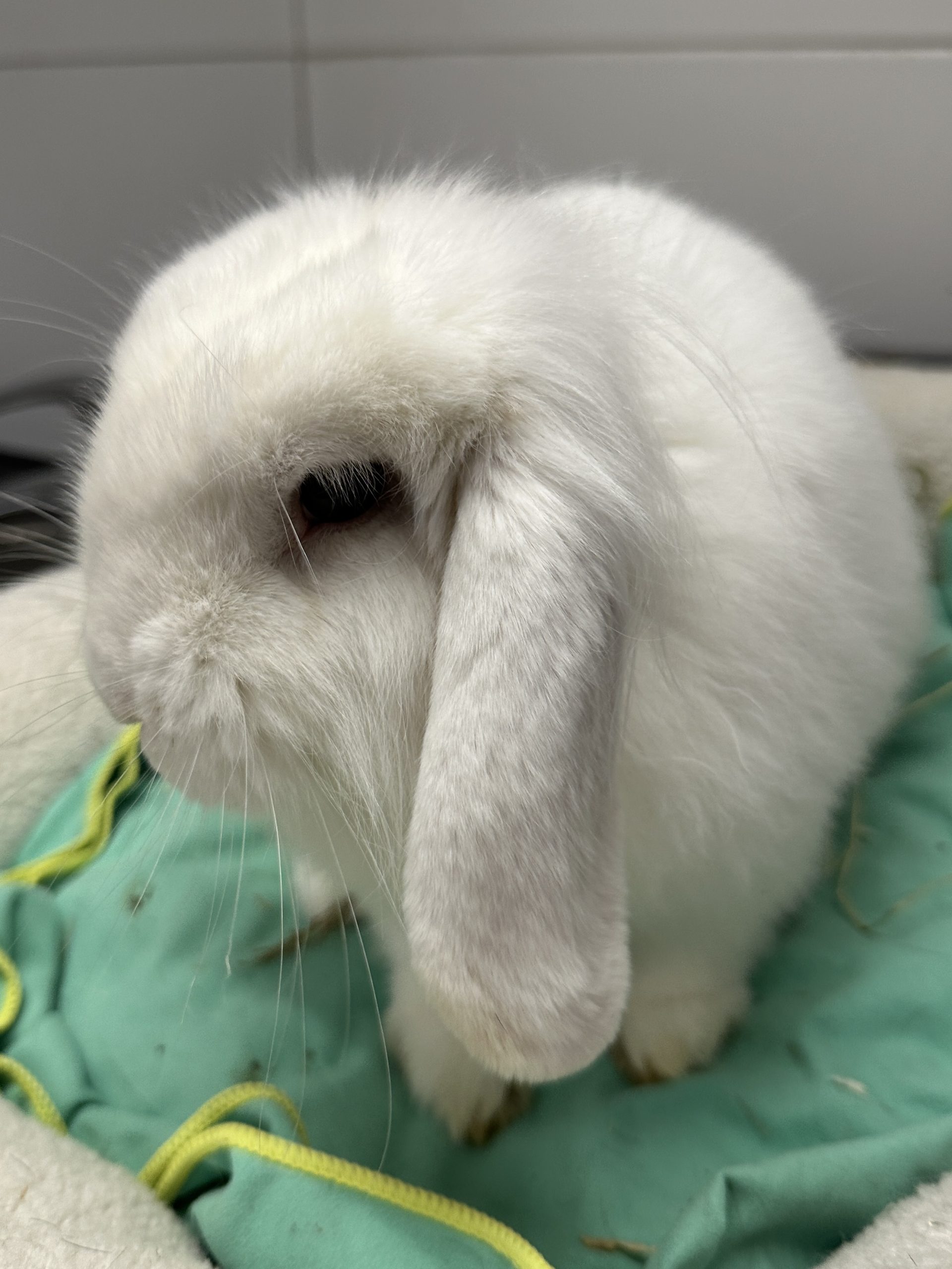 Yuki